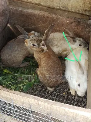 Young Rabbits