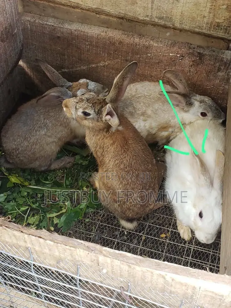 Young Rabbits