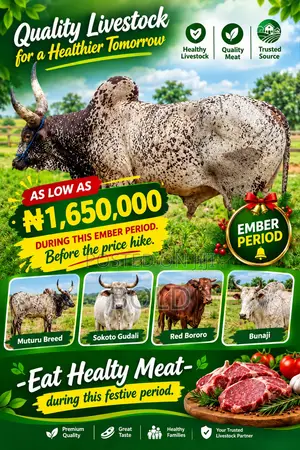 COW FOR SALE - Healthy Cows During This Ember Months