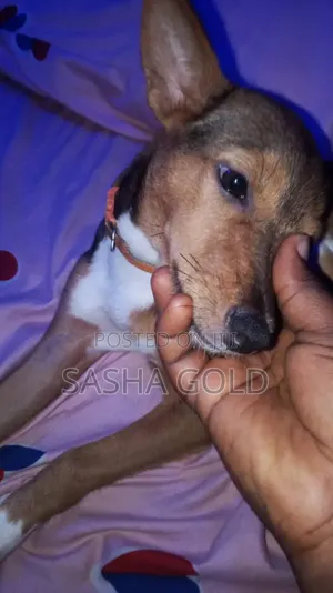 1-3 months Female Mixed Breed German Shepherd