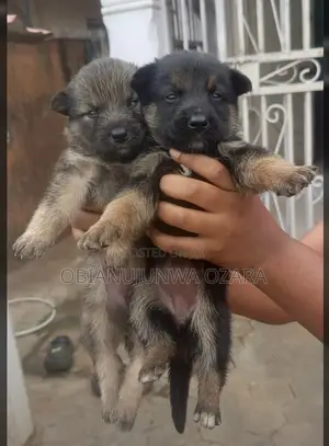 1-3 months Female Purebred German Shepherd