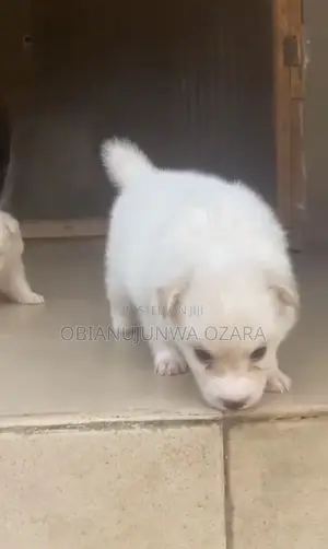 1-3 months Female Purebred American Eskimo