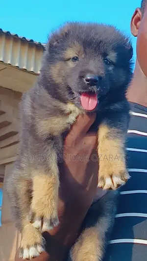 1-3 months Female Purebred Caucasian Shepherd
