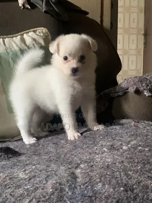 1-3 months Male Purebred American Eskimo