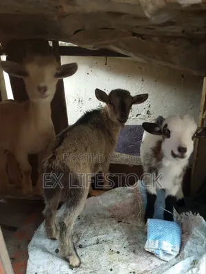 Small Goats for New Beginners
