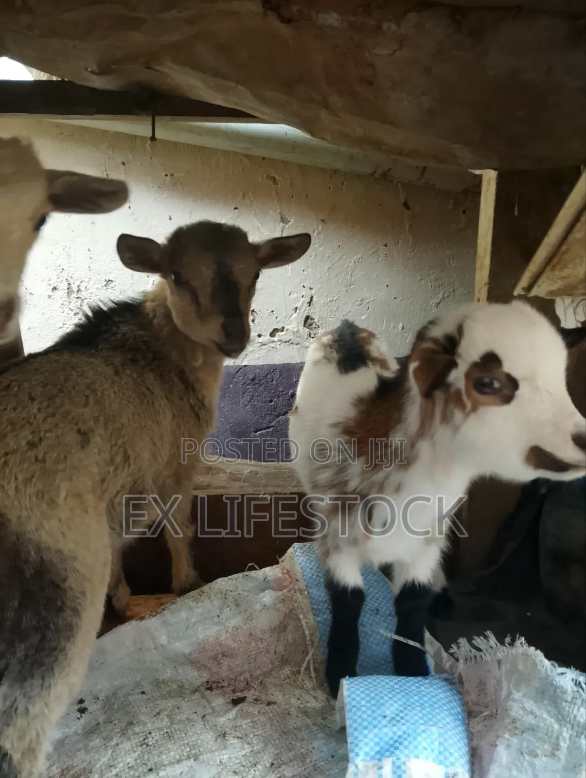Small Goats for New Beginners