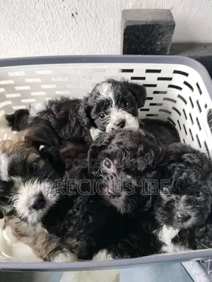 1-3 months Male Purebred Shih Tzu