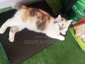 1+ year Female Purebred Turkish Angora