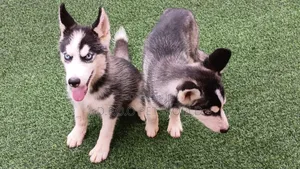 3-6 months Female Purebred Siberian Husky