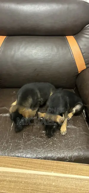 1-3 months Male Purebred German Shepherd