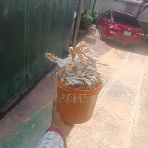 Stock Fish