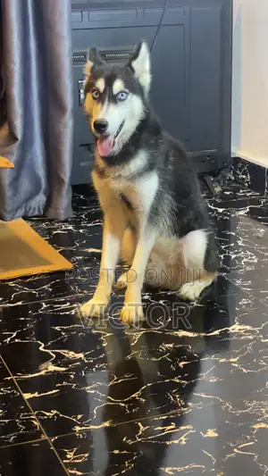 3-6 months Male Purebred Siberian Husky