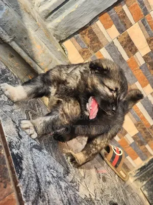 0-1 month Female Purebred Caucasian Shepherd