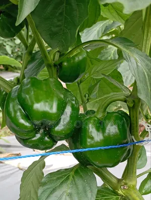 Organically Grown Bell Pepper