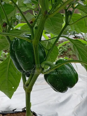 Organically Grown Bell Pepper