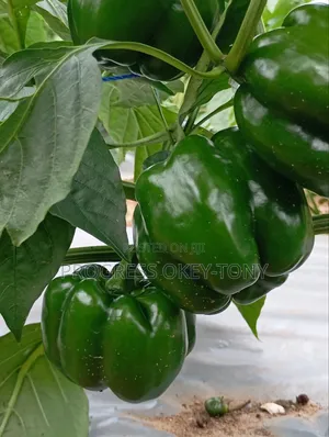 Organically Grown Bell Pepper