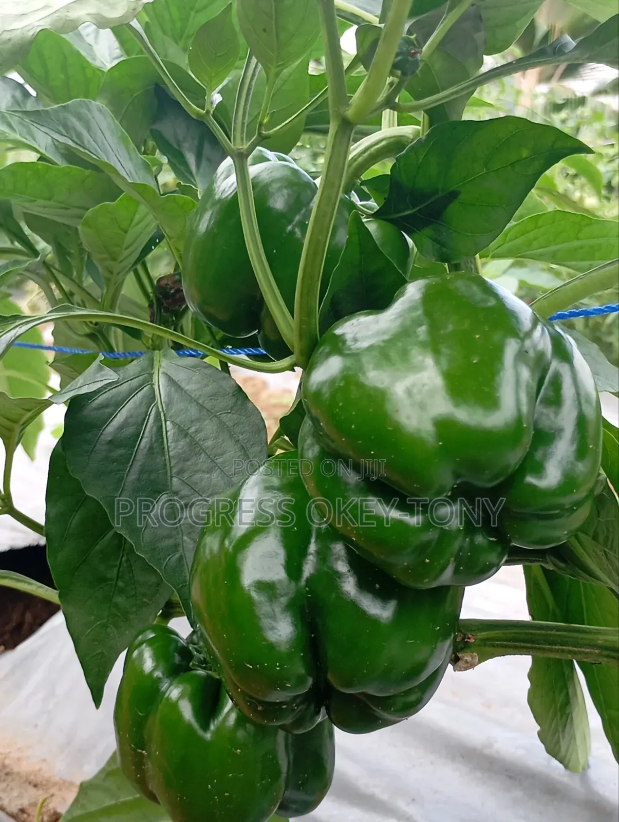 Organically Grown Bell Pepper