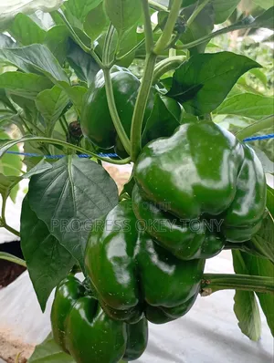 Organically Grown Bell Pepper