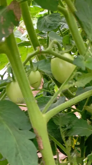  Fresh Organic Tomatoes for Sale – Farm Direct, Bulk Orders Welcome
