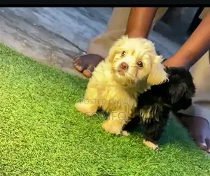 1-3 months Female Purebred Lhasa Apso