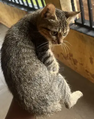 1-3 months Female Purebred Tabby