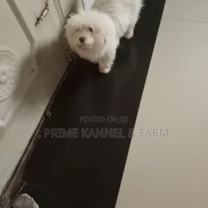0-1 month Female Purebred Lhasa Apso