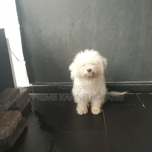 0-1 month Female Purebred Lhasa Apso