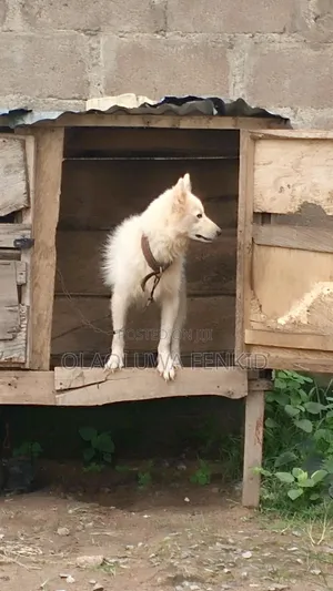 1+ year Male Purebred American Eskimo