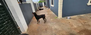 1+ year Male Purebred Rottweiler