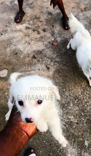 1-3 months Male Purebred American Eskimo