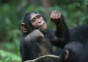 Chimpanzee Monkeys