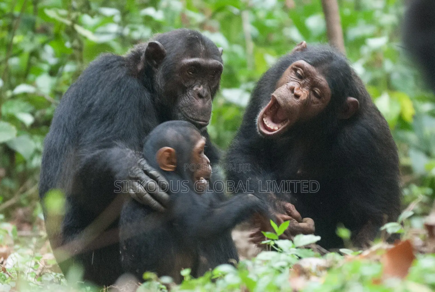 Chimpanzee Monkeys