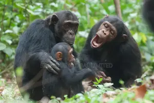 Chimpanzee Monkeys