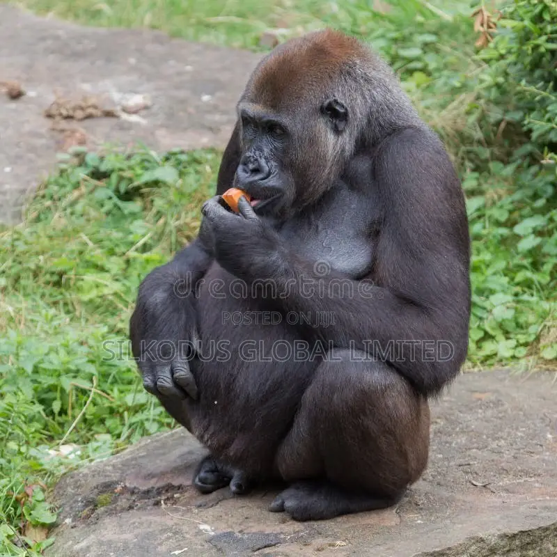 Infant Gorilla