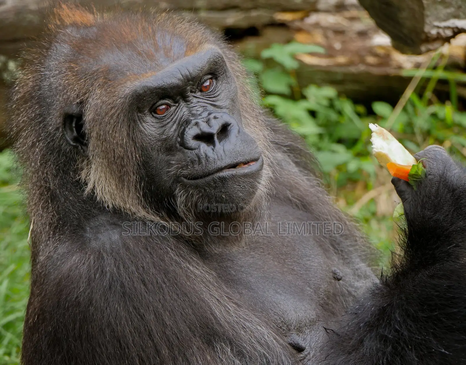 Infant Gorilla