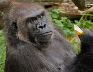 Infant Gorilla