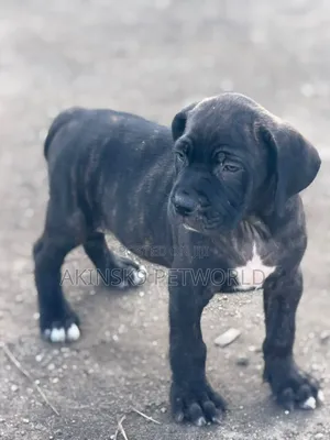 1-3 months Female Purebred Cane Corso