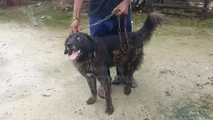 1+ year Male Mixed Breed Caucasian Shepherd