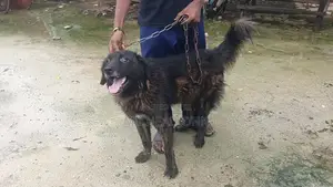 1+ year Male Mixed Breed Caucasian Shepherd