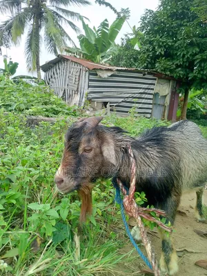 Farm Animals Goat