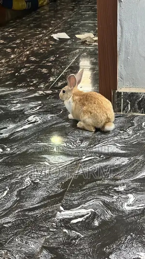 Pet Bunnies/Rabbits