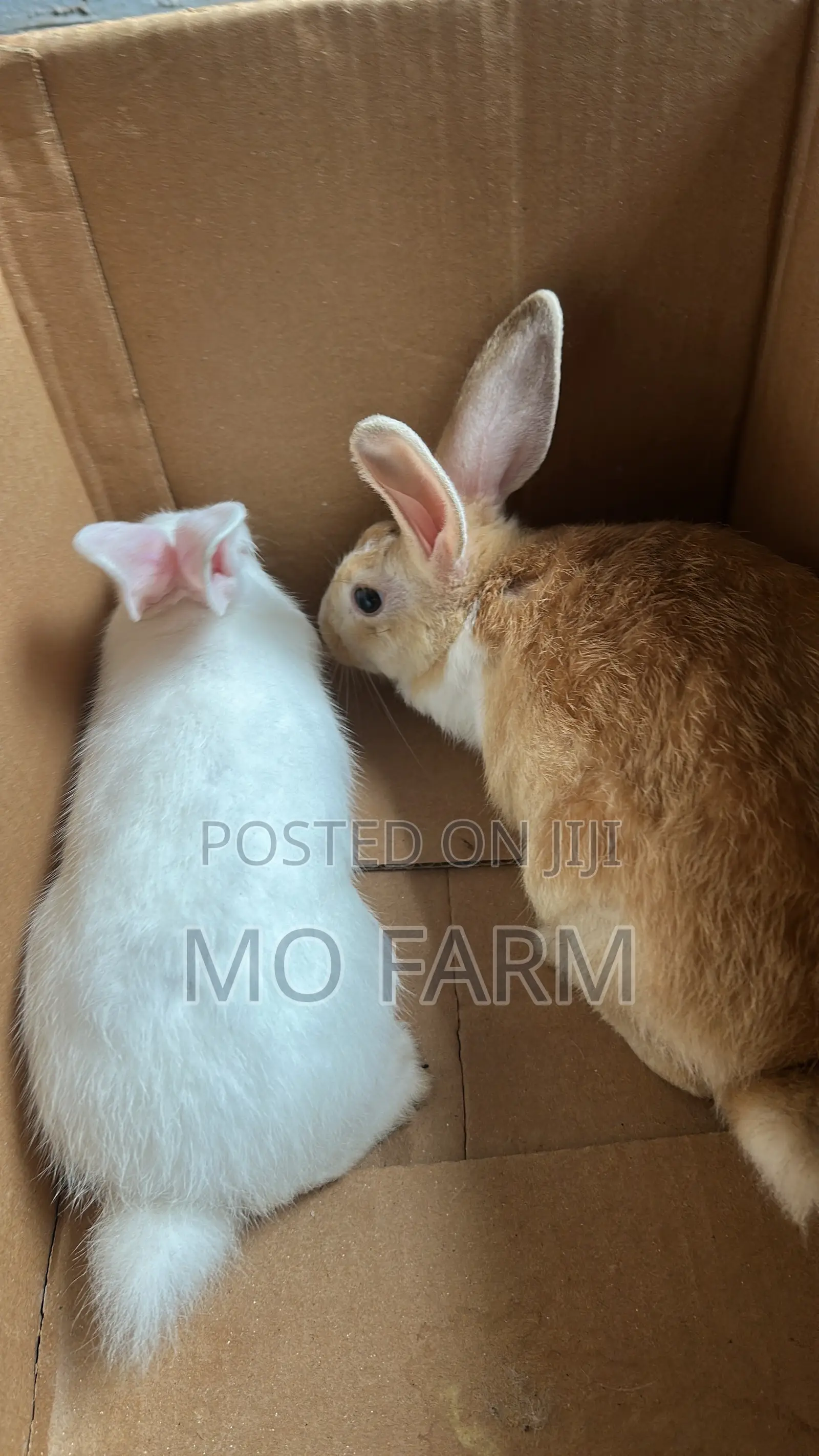 Pet Bunnies/Rabbits
