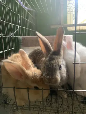 Rabbits for Farming Pet (Weaners)