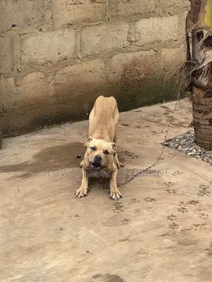 6-12 months Female Purebred Boerboel