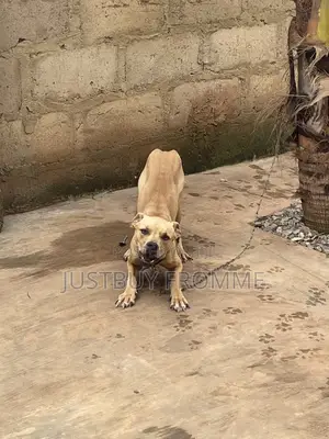 6-12 months Female Purebred Boerboel