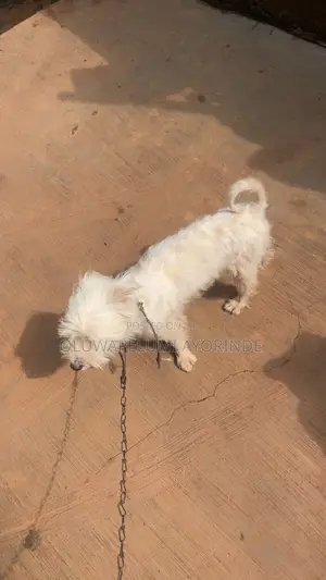 1+ year Female Purebred Lhasa Apso