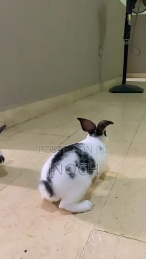 Rabbits for Pet, Rabbit Farming/Meat (Adult)
