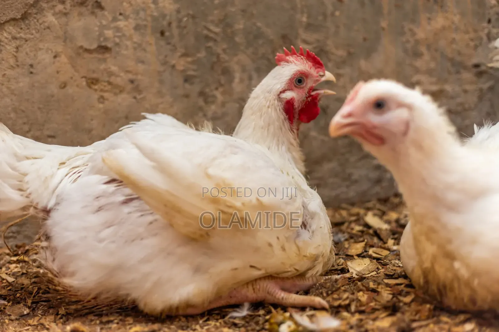 3-4kg Size JR_FreshFarm Organic Broilers