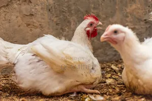3-4kg Size JR_FreshFarm Organic Broilers