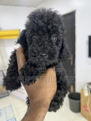 1-3 months Male Purebred Poodle
